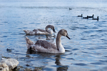 Young swans with gray plumage calmly swim on the lake on a sunny day