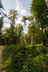 Fototapeta premium Forest landscape south of Groesbeek