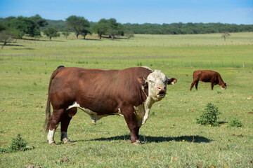 Bull raised with natural grass, Argentine meat production
