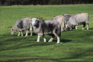 Herdwick Sheep with white smiling face, grey wool coat graze on green grass