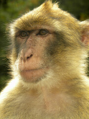 close up of a baboon