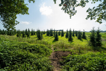Fototapeta na wymiar An agricultural field during summer south of Groesbeek