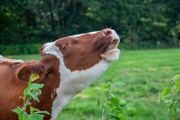 Cow mooing