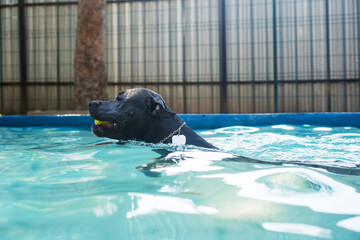 Pit bull dog swimming in the pool in the park. Sunny day in Rio de Janeiro.