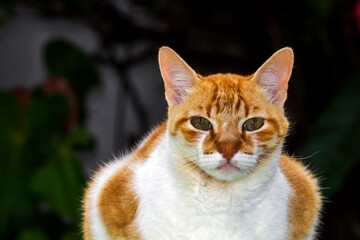 Gato Theo IMG_7755