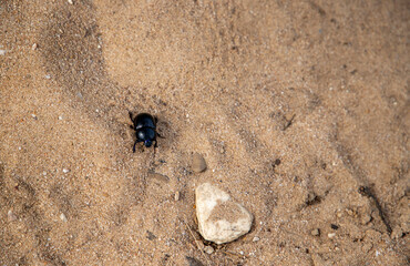 Beetle crawling through the sand