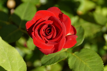 red rose in garden