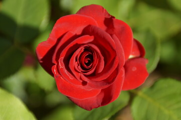 red rose in garden