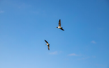 Geese flying