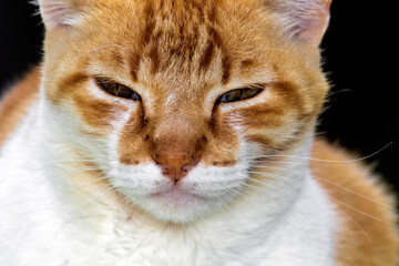 Gato Theo IMG_7757