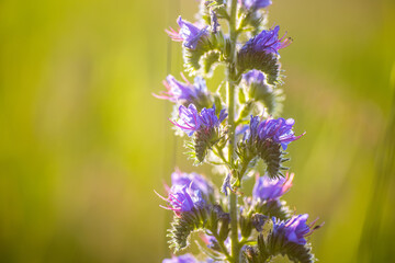 Echium vulgare , viper's bugloss and blueweed. Honey, food, medicinal, poisonous, tannin-bearing, dyeing, oil and ornamental plant.