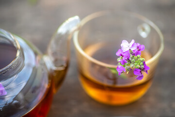 Kettle with herbal tea and fresh leaves Matthiola incana, Brompton stock, common stock, hoary stock, ten-week stock and gilly-flower tea with fresh quotes, can give an antiseptic effect.