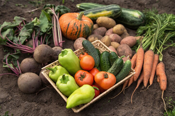 Harvest of different fresh organic vegetables on soil in garden close up. Freshly harvested carrot, beetroot, pumpkin, zucchini, potato, tomato, pepper and cucumber