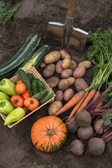 Harvest of different fresh organic vegetables on soil in garden. Freshly harvested carrot, beetroot, pumpkin, zucchini, potato, tomato, pepper and cucumber