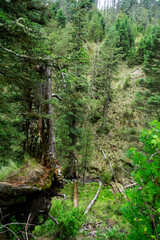 Obraz premium PARQUE NACIONAL NEVADO DE COLIMA