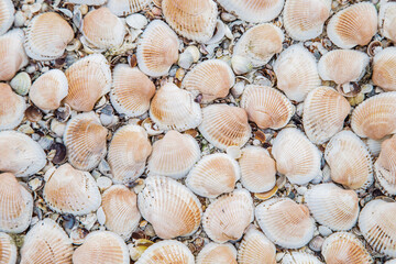 In the background are large shells, turned upside down on the sand.