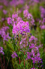 Twin FireWeed