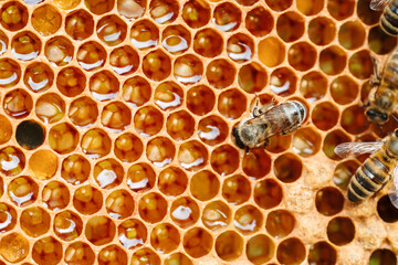 Macro photo of working bees on honeycombs. Beekeeping and honey production image