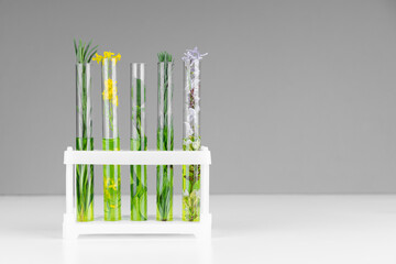 Rack with test tubes with plants and green liquid on light gray background. Botanical laboratory research.