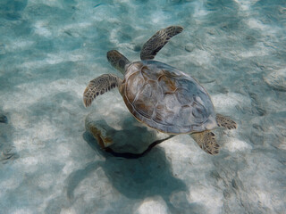 Fototapeta premium An illustration of a Sea Turtle swimming over a sandy area of the ocean.