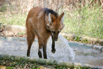 O lobo-guará, também chamado guará, aguará, aguaraçu, lobo-de-crina, lobo-de-juba e lobo-vermelho.
