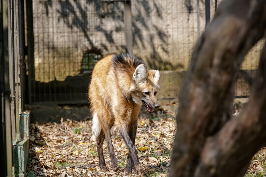 O lobo-guará, também chamado guará, aguará, aguaraçu, lobo-de-crina, lobo-de-juba e lobo-vermelho.
