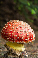 PARQUE NACIONAL NEVADO DE COLIMA