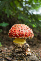 PARQUE NACIONAL NEVADO DE COLIMA