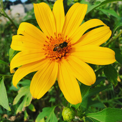 yellow flower of a calendula