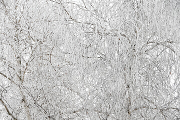 Frost on Leafless Trees