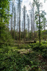 The forest on the Sint-Jansberg hill.