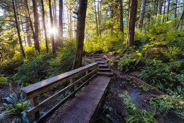 Hiking Path to Mystic Beach in the Vibrant Rainforest and colorful green trees on Juan de Fuca Trail. Located near Victoria, Vancouver Island, British Columbia, Canada.