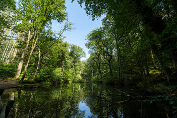 Fototapeta na wymiar The Molenbeek stream in the forest 