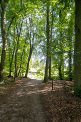 The forest on the Sint-Jansberg hill.