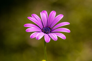 Closeup shot of a blooming purple African daisy flower