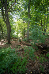 Fototapeta premium The forest on the Sint-Jansberg hill.