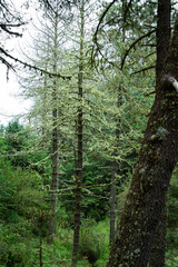 Obraz premium PARQUE NACIONAL NEVADO DE COLIMA