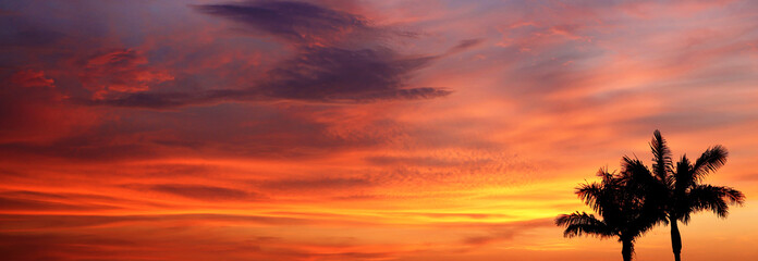 sunset in the sky, palm trees