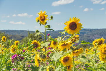 Sonnenblumen auf einer Wildblumenwiese an einem sommerlichen Tag
