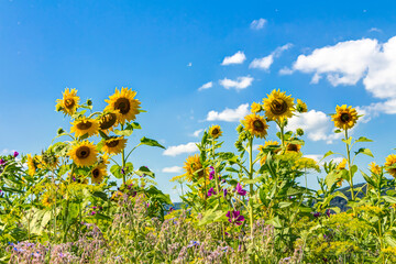 Sonnenblumen auf einer Wildblumenwiese an einem sommerlichen Tag