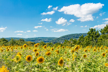 Obraz premium Sonnenblumen auf einer Wildblumenwiese an einem sommerlichen Tag