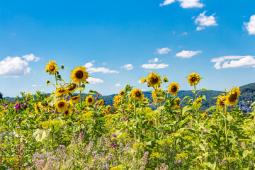 Sonnenblumen auf einer Wildblumenwiese an einem sommerlichen Tag