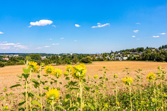 Sonnenblumen am Rand eines landwirtschaftlichen Feld an einem sommerlichen Tag - im Hintergrund der Ort Kelkheim und die Skyline von Frankfurt am Main