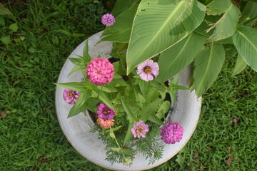 pink flowers in a pot