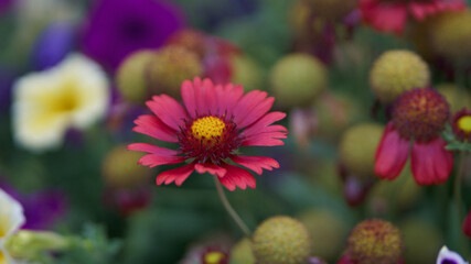 pink and yellow flowers