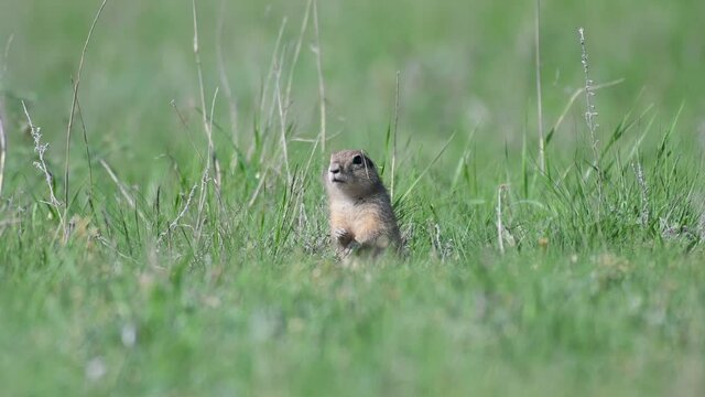 Ground squirrel Spermophilus pygmaeus standing in the grass. Close up.