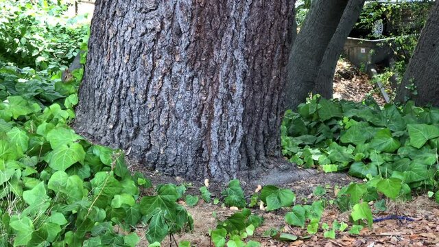 4K HD video of a squirrel peeking out from behind a tree, runs to picking up a peanut jumps onto the tree as another squirrel pops out from behind the other side of the same tree and grabs a peanut