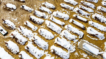 Aerial drone view of cemetery and graves. Graveyard covered with a snow in winter. Freshly-dug graves in a row. Rising number of dead after the coronavirus disease. COVID-19 outbreak.