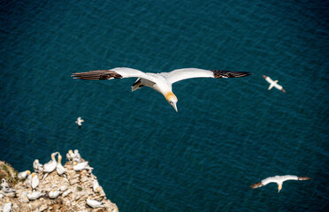 Close up of single Gannet Flying, Large wingspan White Sea-Bird, over cliffs with a large nesting population of birds below on cliff-face