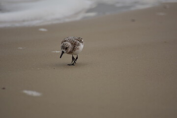 Calidris alba - Sanderling - migratory bird standing at the beach near the water